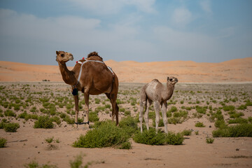 Camel parent and calf standing in desert landscape with dunes