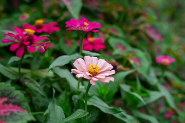 Pale pink Zinnia flower blooming among dark pink flowers in garden