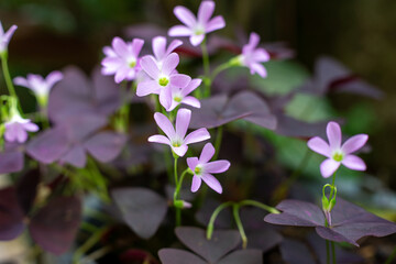 Macro shot of delicate purple Oxalis shamrock flowers blooming