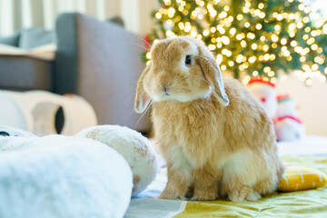 Cute lop rabbit at home with Christmas lights background