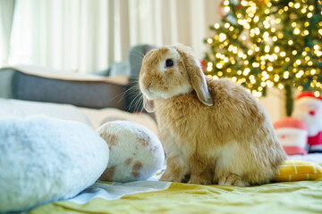 Cute lop rabbit at home with Christmas lights background