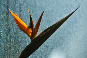The bird of paradise flower 