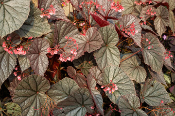 Texture of decorative Begonia Rex leaves with small pink flowers