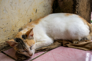 Cute calico tricolor cat sleeping on cloth near dirty wall