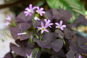 Purple Oxalis triangularis butterfly plant flowers blooming in garden