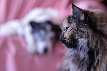 Pets living indoors.  Cat and dog in the living room