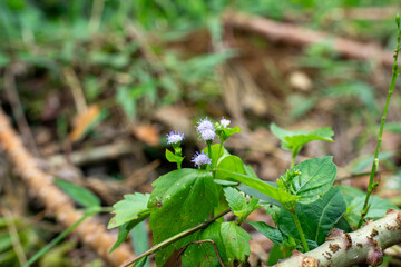 Wild Ageratum conyzoides billygoat weed flowers in agricultural field