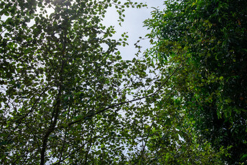 Low angle view of tree branches and green leaves against bright sky