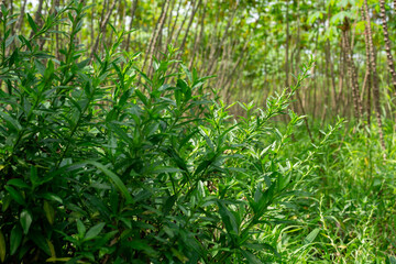Green wild shrub plant growing in cassava plantation field