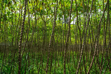 Dense field of cassava manioc stems growing in tropical plantation