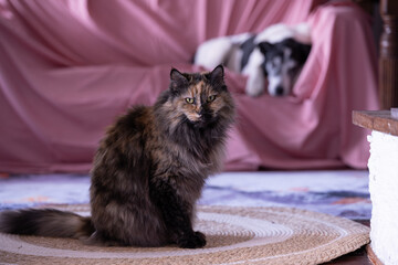 Pets living indoors.  Cat and dog in the living room