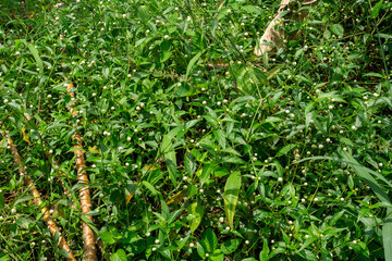 Wild white gomphrena weed flowers growing in agricultural field