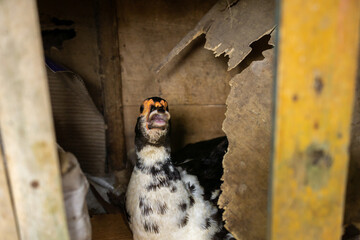 Muscovy duck with open beak quacking inside wooden farm coop