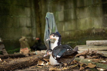 Side view of two Muscovy ducks looking around in farm yard