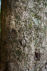 Detailed texture of rough tree trunk bark with green moss
