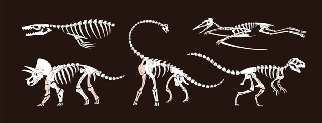 Skeletons of ancient dinosaurs set. Bones and skulls of extinct animals from Jurassic era. Remains and fossils of brachiosaurus, T rex, and pterodactyl. Paleontology. Flat isolated vector illustration © Paper Trident