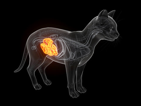 A Detailed 3D Depiction Of The Small Intestine Of A Cat