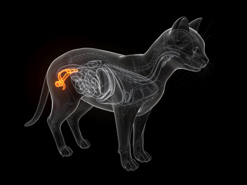 A Detailed 3D Depiction Of The Penis And Testicles Of A Cat