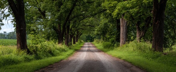 A tree-lined country road encourages exploration and discovery.