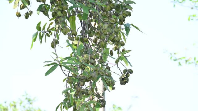 Terminalia arjuna fruits in the tree. It&nbsp;is a tree of the&nbsp;genus&nbsp;Terminalia. It is commonly known as&nbsp;arjuna or&nbsp;arjun tree&nbsp;in English.&nbsp;It is used as a traditional&nbsp;medicinal plant.
