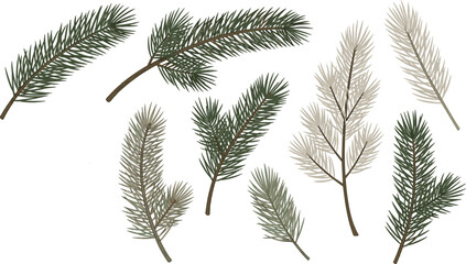 Evergreen pine branch illustration set, hand drawn fir and spruce needles botanical collection for winter forest christmas decor vector design © MD. NUR ISLAM