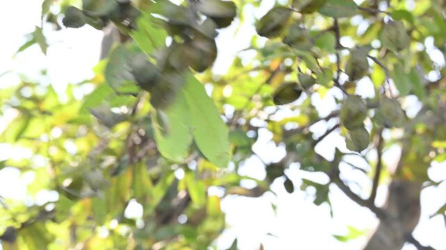 Terminalia arjuna fruits in the tree. It&nbsp;is a tree of the&nbsp;genus&nbsp;Terminalia. It is commonly known as&nbsp;arjuna or&nbsp;arjun tree&nbsp;in English.&nbsp;It is used as a traditional&nbsp;medicinal plant.
