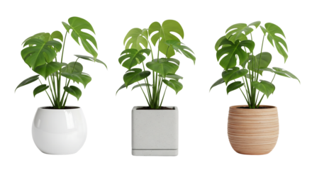 Monstera plants in white, grey and brown pots, isolated on transparent background
