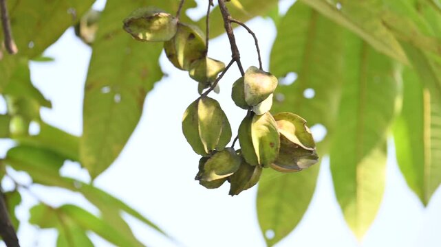 Terminalia arjuna fruits in the tree. It&nbsp;is a tree of the&nbsp;genus&nbsp;Terminalia. It is commonly known as&nbsp;arjuna or&nbsp;arjun tree&nbsp;in English.&nbsp;It is used as a traditional&nbsp;medicinal plant.
