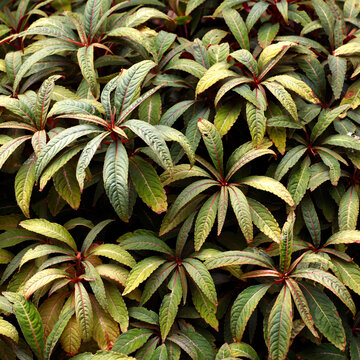 Close up of the evergreen variegated leaves of the perennial garden plant impatiens omeiana sango.