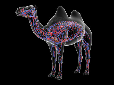 A Detailed 3D Depiction Of The Circulatory System Of A Camel