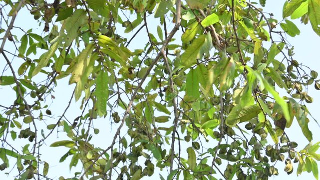 Terminalia arjuna fruits in the tree. It&nbsp;is a tree of the&nbsp;genus&nbsp;Terminalia. It is commonly known as&nbsp;arjuna or&nbsp;arjun tree&nbsp;in English.&nbsp;It is used as a traditional&nbsp;medicinal plant.
