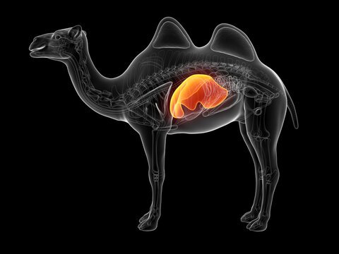3D Anatomical Rendering Showing The Liver Of A Camel