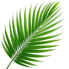 Obraz premium A vibrant green palm leaf on transparent background