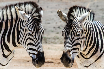 Fototapeta premium Zebras in Addo Elephant National Park, South Africa.