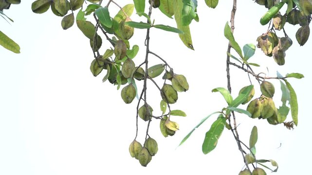 Terminalia arjuna fruits in the tree. It&nbsp;is a tree of the&nbsp;genus&nbsp;Terminalia. It is commonly known as&nbsp;arjuna or&nbsp;arjun tree&nbsp;in English.&nbsp;It is used as a traditional&nbsp;medicinal plant.
