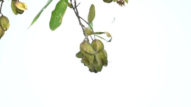 Terminalia arjuna fruits in the tree. It&nbsp;is a tree of the&nbsp;genus&nbsp;Terminalia. It is commonly known as&nbsp;arjuna or&nbsp;arjun tree&nbsp;in English.&nbsp;It is used as a traditional&nbsp;medicinal plant.
