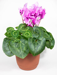 Cyclamen in a flower pot