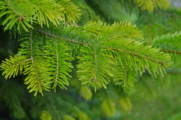 Abies Nordmanniana, Nordman fir tree branches in spring. Closeup outdoors. Growing conifer trees concept. Free copy space.