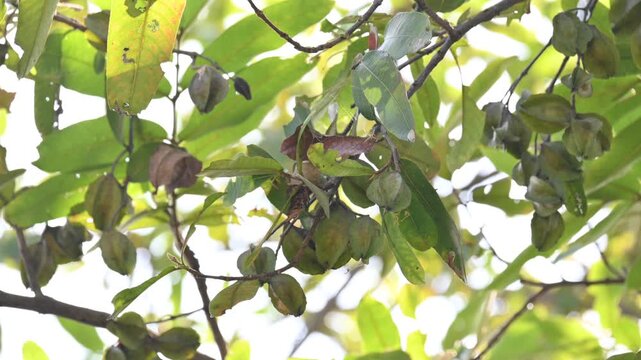 Terminalia arjuna fruits in the tree. It&nbsp;is a tree of the&nbsp;genus&nbsp;Terminalia. It is commonly known as&nbsp;arjuna or&nbsp;arjun tree&nbsp;in English.&nbsp;It is used as a traditional&nbsp;medicinal plant.
