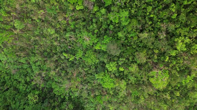 Stunning aerial bird's eye view of lush tropical jungle canopy at Catanduanes, Bicol, Philippines during daytime.