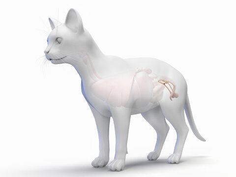 A Detailed 3D Depiction Of The Penis And Testicles Of A Cat