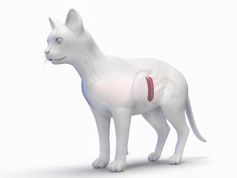 Accurate 3D Depiction Showing The Spleen Of A Feline