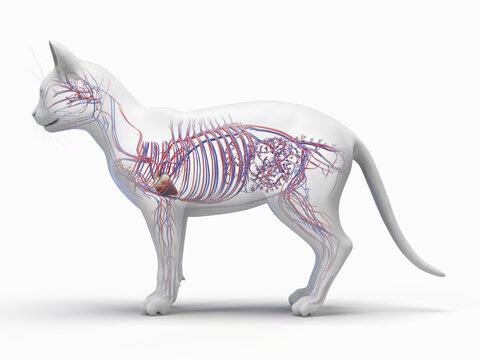 A Detailed 3D Depiction Of The Circulatory System Of A Cat