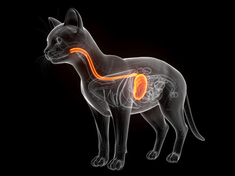 Illustrated Anatomical Rendering Highlighting The Stomach Of A Cat Body
