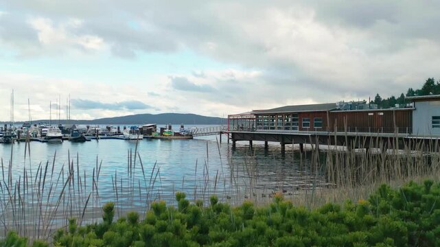 Bufflehead ducks swimming near shoreline reeds at Mill Bay Marina on the Saanich Inlet, with docked sailboats and marina buildings in the background in Cowichan Valley, Vancouver Island, British Colum