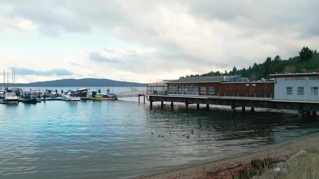 A flock of bufflehead ducks swimming in the harbor near Mill Bay Marina, with docked boats and a waterfront building on the Saanich Inlet in Cowichan Valley, Vancouver Island, British Columbia, Canada