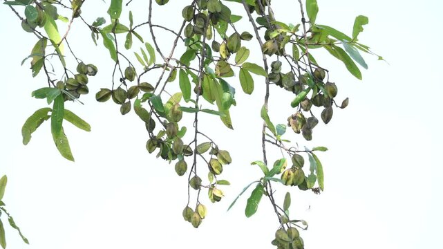 Terminalia arjuna fruits in the tree. It&nbsp;is a tree of the&nbsp;genus&nbsp;Terminalia. It is commonly known as&nbsp;arjuna or&nbsp;arjun tree&nbsp;in English.&nbsp;It is used as a traditional&nbsp;medicinal plant.
