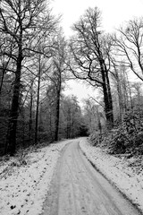 Obraz premium Peaceful Snowcovered Road Weaving Through Silent Forests Offers Reflective Winter Adventures