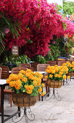Flowers in pots on the street decorating a cafe