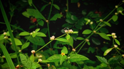 Small black bee sitting on white wildflower